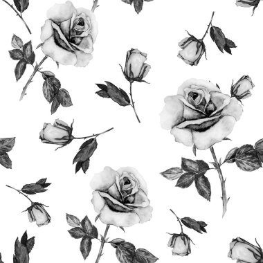 Çiçeksiz desenli, güzel çiçek açan bir gül. Dekoratif botanik gül çiçeği izi. Suluboya el çizimi çizimi.