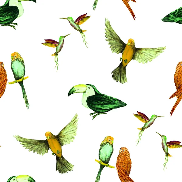 Watercolor Seamless Pattern Bird Parrots Toucans Hummingbirds Exotic Jungle Bird — Stock Photo, Image