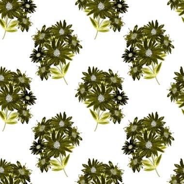 Çiçeksiz desenli, güzel çiçek açan papatyalar. Tek renkli suluboya çiçek deseni. Yaz tebrik kartı.. 