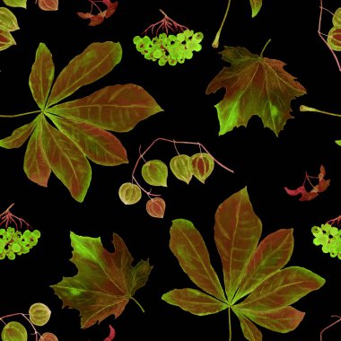 Sonbaharda siyaha boyanmış sulu boya deseni. Akçaağaç. Rowan. Physalis. Kestane rengi. Her türlü tasarım için güzel bir sonbahar baskısı.