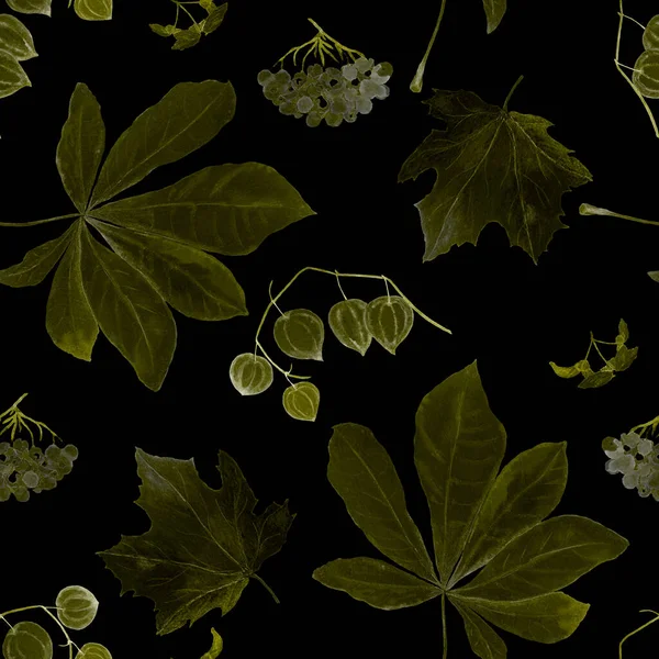 Sonbaharda Siyaha Boyanmış Sulu Boya Deseni Akçaağaç Rowan Physalis Kestane — Stok fotoğraf