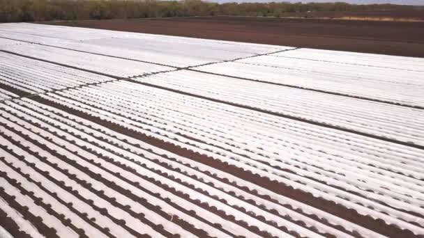 Agrícola em estufas e irrigação por gotejamento. Vídeo drone aéreo . — Vídeo de Stock
