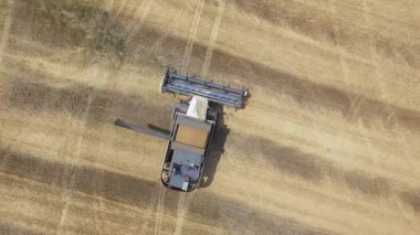 Hasat makinesindeki çiftçi kırsal alanda altın rengi buğday tohumu topluyor. Sarı kulaklar olgun tahıl hasadı. Çiftçilik makinesinde tarım yaz işi. Hava manzaralı, yukarıda uçan bir dron.
