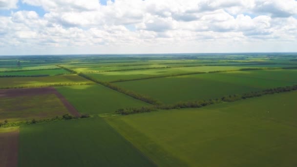 Flygning över gröna jordbruksfält, flygutsikt. — Stockvideo
