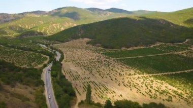 Ukrayna, Kırım 'daki üzüm bağı. Üzüm bağının yukarıdan çekilmiş manzaralı manzarası. Yazın Koktebel kasabası yakınlarındaki Kırım 'ın insansız hava aracı görüntüsü.