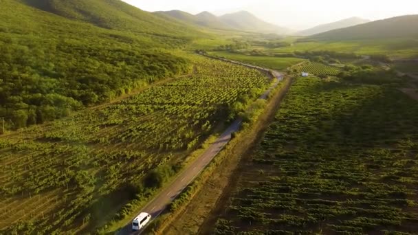 Viñedo Crimea Ucrania Panorama Escénico Viña Tomada Desde Arriba Vista — Vídeo de stock