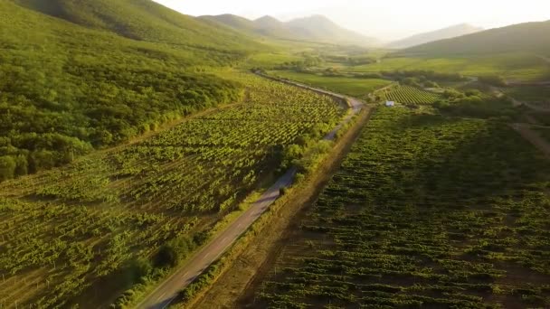 Виноградник Криму Україна Сценічна Панорама Виноградника Знята Згори Літом Біля — стокове відео