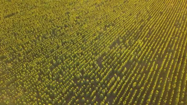 AÉRIAL vue tournesols à fleurs tournesol 4k champ plante agriculture naturelle tournesol terrain Vol au-dessus du champ de tournesol au coucher du soleil 4k Beaux champs tournesol ciel fond vol au-dessus de la journée ensoleillée — Video