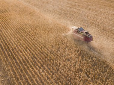 Tarlada çalışan hasat makinesi. Buğday tarlasını hasat eden ekin biçme makinesini birleştirin. Tarım. Hava görüntüsü. Yukarıdan.