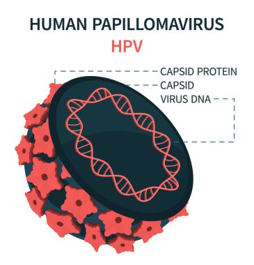 İnsan papillomavirus hücresi HPV 'nin dahili modeli