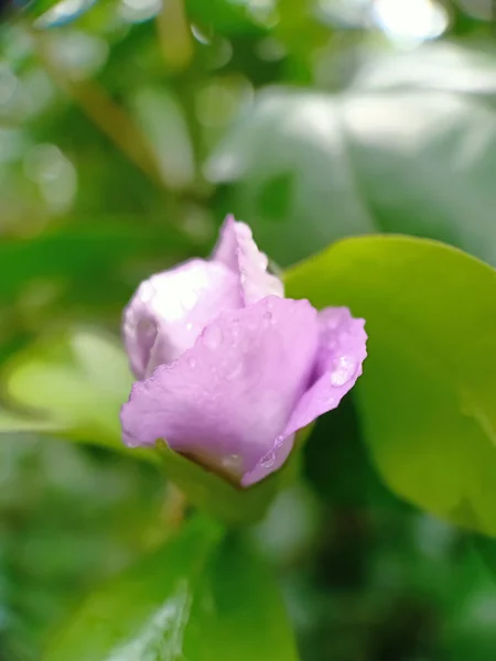 Fleur Violette Dans Une Tasse Étroite — Photo