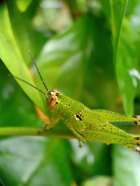 Saltamontes Una Hoja — Foto de Stock