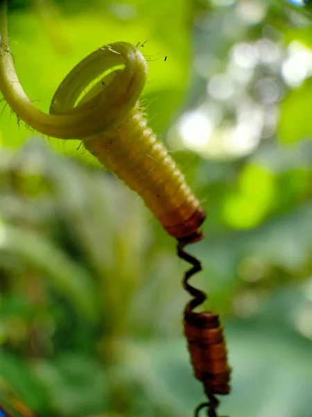 Spirale Végétale Vue Rapprochée — Photo