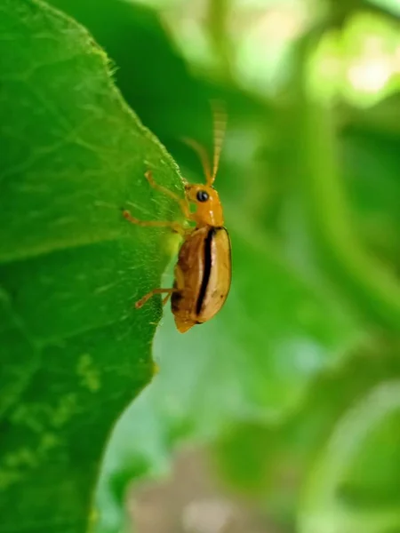 Insecte Sur Une Feuille Verte — Photo