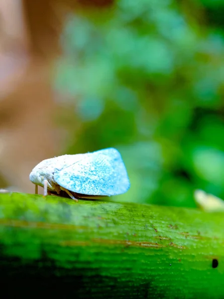 枝の上の虫を間近で見ると — ストック写真