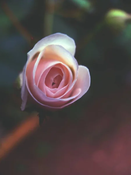 Gül Çiçeği Izole Edilmiş Yakın Görünüm — Stok fotoğraf