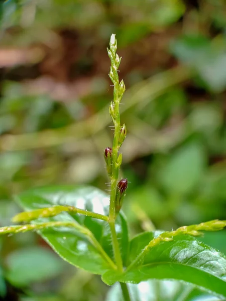 Planta Silvestre Sus Brotes Cerca — Foto de Stock