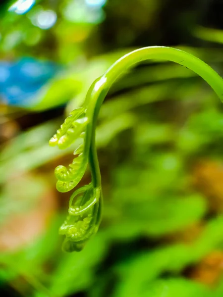 식물을 가까이 — 스톡 사진