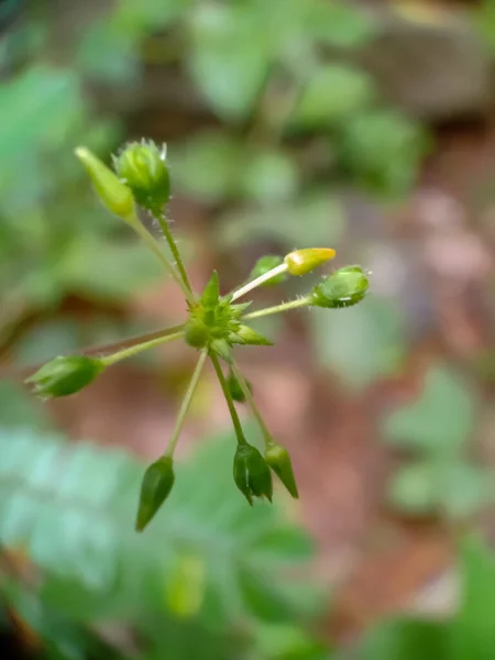 Pequenos Brotos Plantas Árvores Perto — Fotografia de Stock