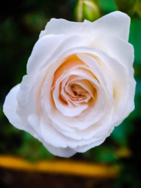 Rose Fleur Flou Fond — Photo
