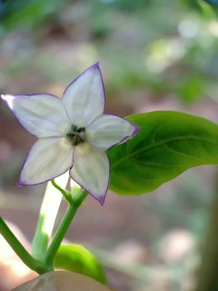 Pimenta Verde Flor Macro Foto — Fotografia de Stock