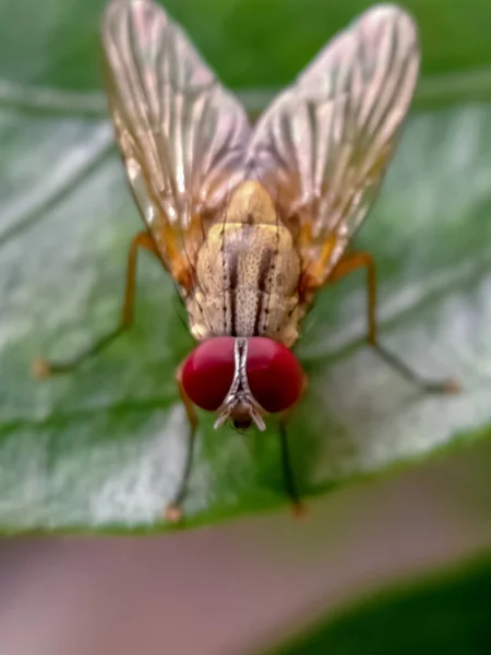 Stubenfliege Auf Einem Blatt Makro — Stockfoto