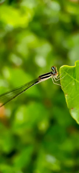 Pequeña Mariposa Una Hoja — Foto de Stock