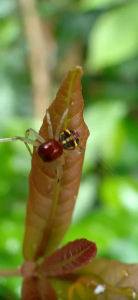 Araignée Sauteuse Sur Une Feuille — Photo