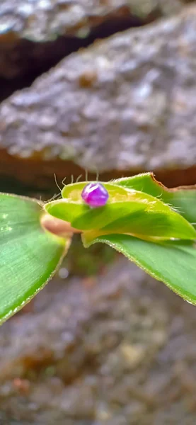 Grüne Pflanze Und Violette Blütenknospe — Stockfoto
