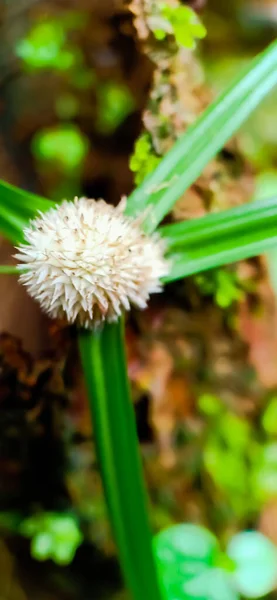 Vit Blomma Närbild — Stockfoto