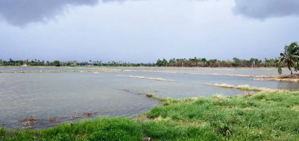 Reisfarm Mit Wasser Kerela Gefüllt — Stockfoto