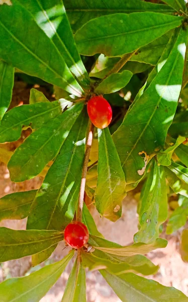 Fruta Pantalón Rojo Milagro — Foto de Stock