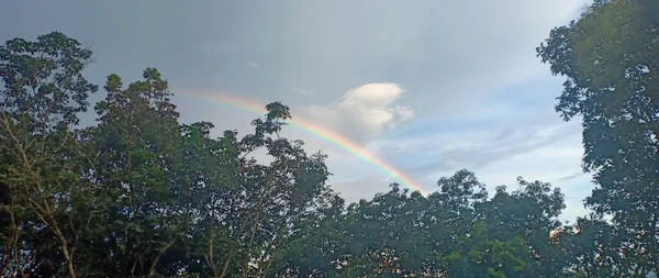 Arcobaleno Rami Albero Nel Kerala — Foto Stock