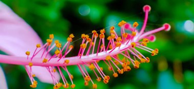 hibiscus pistil yakın görünüm