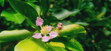 Kiraz çiçeği ve Kerala 'dan bir manzara