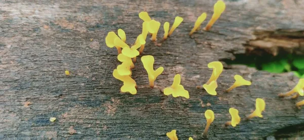 Желтые Микро Цветы Дереве — стоковое фото