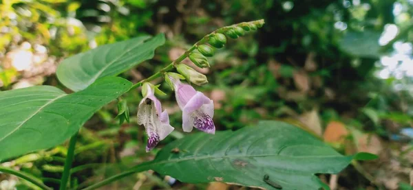 Flor Púrpura Silvestre Brotes Una Planta Que Encuentra Kerala — Foto de Stock
