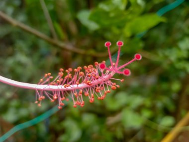 Kırmızı amber çiçeği demeti.
