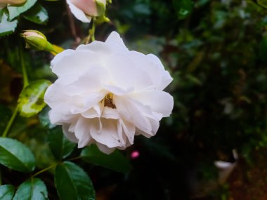 Güzel çiçek açan beyaz gül çiçeği. Gül yapraklarının üzerinde su damlaları var.