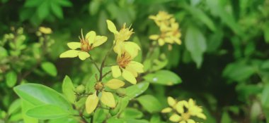 Kerala Hindistan 'da Galphimia glauca' nın küçük sarı çiçekleri bulundu.