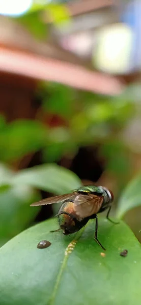 Mouche Domestique Sur Une Feuille — Photo