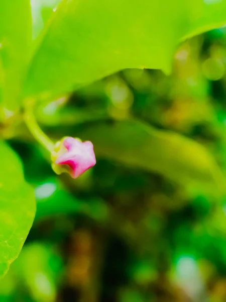 Vista Cerca Brote Cereza — Foto de Stock