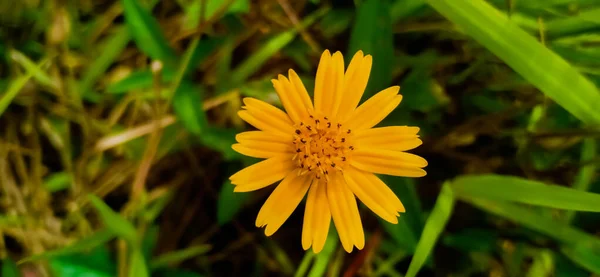 Sphagneticola Trilobata Sphagneticola Trilobata Yellow Flower Bloom Perfectly Bright Morning — Stock Photo, Image