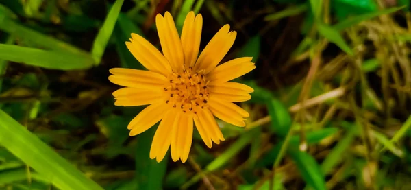 スパグネチコラ トリオバタ朝の明るい時間帯に満開の黄色い花であるスパグネチコラ トリオバタ — ストック写真