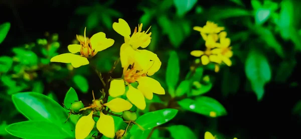 ケーララ州で発見された小さな黄色の花ガルフィミア グラウカ — ストック写真