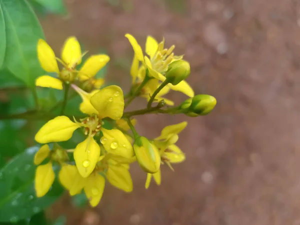 Pequeñas Flores Amarillas Galphimia Glauca Encontradas Kerala India — Foto de Stock