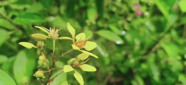 Pequeñas Flores Amarillas Galphimia Glauca Encontradas Kerala India — Foto de Stock