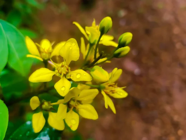 Маленькі Жовті Квіти Галфімії Глауки Знайдені Штаті Керала Індія Стокове Фото