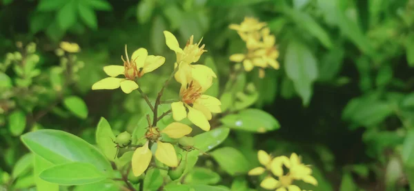 Маленькі Жовті Квіти Галфімії Глауки Знайдені Штаті Керала Індія Стокове Зображення