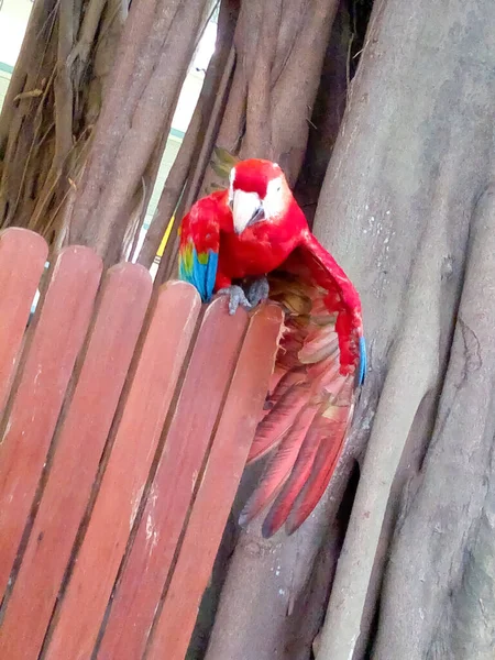 Colorido Loro Guacamayo Escarlata Una Valla Madera —  Fotos de Stock